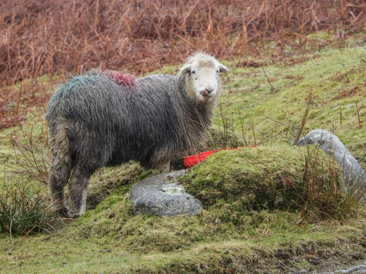 Helton Fell Daire Kendal Dış mekan fotoğraf